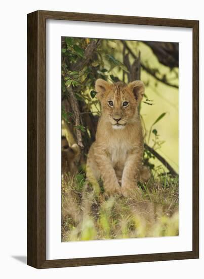 Lion Cub in the Bush, Maasai Mara Wildlife Reserve, Kenya-Jagdeep Rajput-Framed Photographic Print