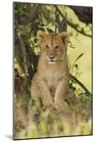 Lion Cub in the Bush, Maasai Mara Wildlife Reserve, Kenya-Jagdeep Rajput-Mounted Photographic Print