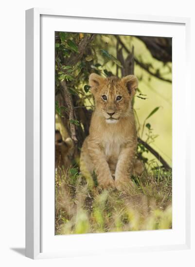 Lion Cub in the Bush, Maasai Mara Wildlife Reserve, Kenya-Jagdeep Rajput-Framed Photographic Print