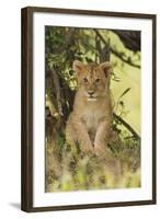 Lion Cub in the Bush, Maasai Mara Wildlife Reserve, Kenya-Jagdeep Rajput-Framed Photographic Print