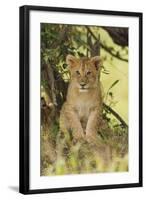Lion Cub in the Bush, Maasai Mara Wildlife Reserve, Kenya-Jagdeep Rajput-Framed Photographic Print