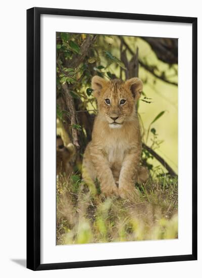 Lion Cub in the Bush, Maasai Mara Wildlife Reserve, Kenya-Jagdeep Rajput-Framed Photographic Print