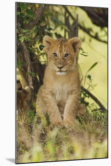 Lion Cub in the Bush, Maasai Mara Wildlife Reserve, Kenya-Jagdeep Rajput-Mounted Photographic Print