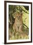 Lion Cub in the Bush, Maasai Mara Wildlife Reserve, Kenya-Jagdeep Rajput-Framed Photographic Print