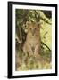 Lion Cub in the Bush, Maasai Mara Wildlife Reserve, Kenya-Jagdeep Rajput-Framed Photographic Print