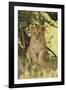 Lion Cub in the Bush, Maasai Mara Wildlife Reserve, Kenya-Jagdeep Rajput-Framed Photographic Print