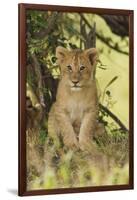 Lion Cub in the Bush, Maasai Mara Wildlife Reserve, Kenya-Jagdeep Rajput-Framed Photographic Print