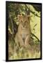 Lion Cub in the Bush, Maasai Mara Wildlife Reserve, Kenya-Jagdeep Rajput-Framed Photographic Print