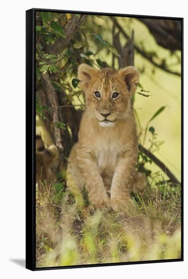 Lion Cub in the Bush, Maasai Mara Wildlife Reserve, Kenya-Jagdeep Rajput-Framed Stretched Canvas