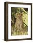 Lion Cub in the Bush, Maasai Mara Wildlife Reserve, Kenya-Jagdeep Rajput-Framed Photographic Print