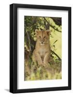 Lion Cub in the Bush, Maasai Mara Wildlife Reserve, Kenya-Jagdeep Rajput-Framed Photographic Print