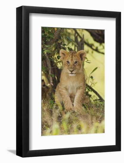 Lion Cub in the Bush, Maasai Mara Wildlife Reserve, Kenya-Jagdeep Rajput-Framed Photographic Print