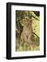 Lion Cub in the Bush, Maasai Mara Wildlife Reserve, Kenya-Jagdeep Rajput-Framed Photographic Print