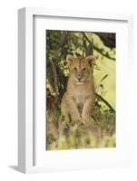 Lion Cub in the Bush, Maasai Mara Wildlife Reserve, Kenya-Jagdeep Rajput-Framed Photographic Print