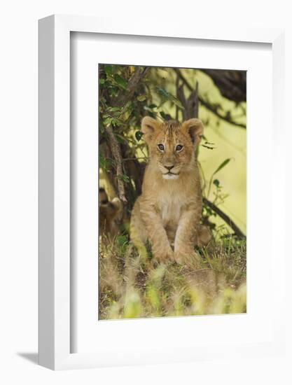 Lion Cub in the Bush, Maasai Mara Wildlife Reserve, Kenya-Jagdeep Rajput-Framed Photographic Print
