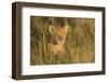 Lion Cub, Kruger National Park, South Africa, Africa-Andy Davies-Framed Photographic Print