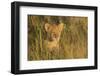 Lion Cub, Kruger National Park, South Africa, Africa-Andy Davies-Framed Photographic Print