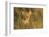 Lion Cub, Kruger National Park, South Africa, Africa-Andy Davies-Framed Photographic Print