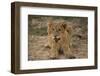 Lion Cub, Kruger National Park, South Africa, Africa-Andy Davies-Framed Photographic Print