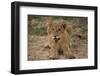 Lion Cub, Kruger National Park, South Africa, Africa-Andy Davies-Framed Photographic Print