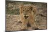 Lion Cub, Kruger National Park, South Africa, Africa-Andy Davies-Mounted Photographic Print