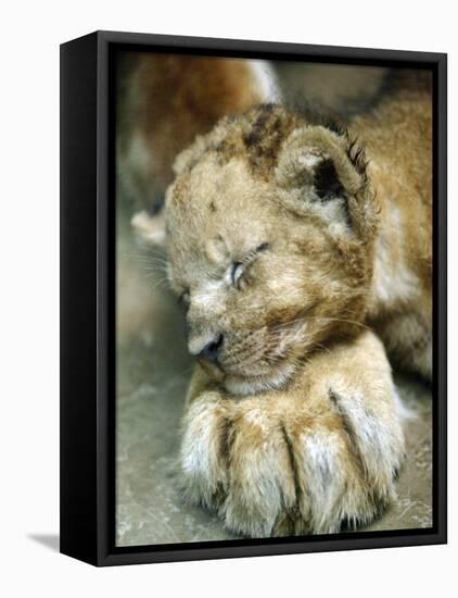 Lion Cub Lays His Head on the Paw of His Mother at Prigen Safari Park in Pasuruan, Indonesia-null-Framed Stretched Canvas