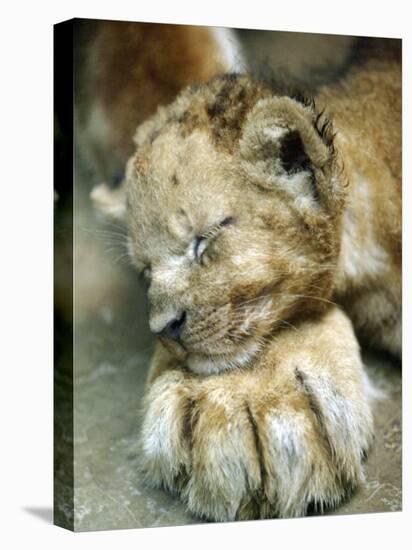 Lion Cub Lays His Head on the Paw of His Mother at Prigen Safari Park in Pasuruan, Indonesia-null-Stretched Canvas