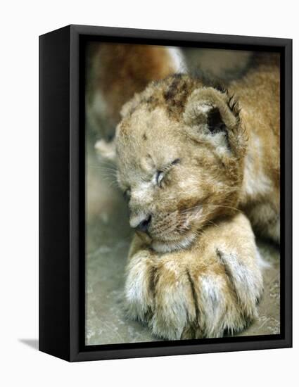 Lion Cub Lays His Head on the Paw of His Mother at Prigen Safari Park in Pasuruan, Indonesia-null-Framed Stretched Canvas