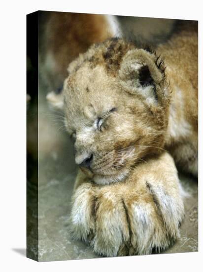 Lion Cub Lays His Head on the Paw of His Mother at Prigen Safari Park in Pasuruan, Indonesia-null-Stretched Canvas