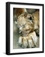 Lion Cub Lays His Head on the Paw of His Mother at Prigen Safari Park in Pasuruan, Indonesia-null-Framed Photographic Print