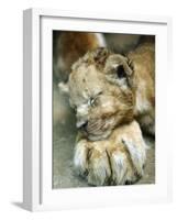 Lion Cub Lays His Head on the Paw of His Mother at Prigen Safari Park in Pasuruan, Indonesia-null-Framed Photographic Print