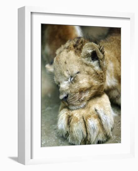 Lion Cub Lays His Head on the Paw of His Mother at Prigen Safari Park in Pasuruan, Indonesia-null-Framed Photographic Print