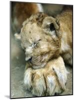 Lion Cub Lays His Head on the Paw of His Mother at Prigen Safari Park in Pasuruan, Indonesia-null-Mounted Photographic Print