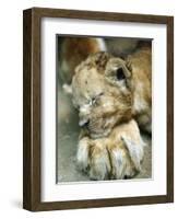 Lion Cub Lays His Head on the Paw of His Mother at Prigen Safari Park in Pasuruan, Indonesia-null-Framed Photographic Print