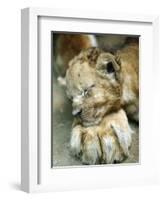 Lion Cub Lays His Head on the Paw of His Mother at Prigen Safari Park in Pasuruan, Indonesia-null-Framed Photographic Print