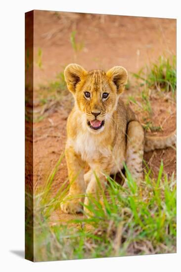 Lion cub, Maasai Mara National Reserve, Kenya, East Africa-Laura Grier-Stretched Canvas