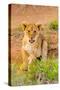 Lion cub, Maasai Mara National Reserve, Kenya, East Africa-Laura Grier-Stretched Canvas