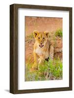 Lion cub, Maasai Mara National Reserve, Kenya, East Africa-Laura Grier-Framed Photographic Print
