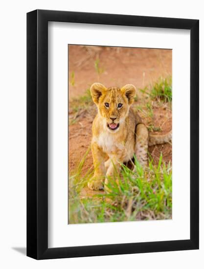 Lion cub, Maasai Mara National Reserve, Kenya, East Africa-Laura Grier-Framed Photographic Print