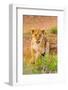 Lion cub, Maasai Mara National Reserve, Kenya, East Africa-Laura Grier-Framed Photographic Print