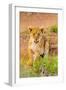 Lion cub, Maasai Mara National Reserve, Kenya, East Africa-Laura Grier-Framed Photographic Print