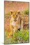 Lion cub, Maasai Mara National Reserve, Kenya, East Africa-Laura Grier-Mounted Photographic Print