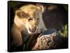 Lion cub, Masai Mara, Kenya, East Africa, Africa-Karen Deakin-Framed Stretched Canvas