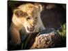 Lion cub, Masai Mara, Kenya, East Africa, Africa-Karen Deakin-Stretched Canvas