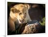 Lion cub, Masai Mara, Kenya, East Africa, Africa-Karen Deakin-Framed Photographic Print