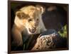 Lion cub, Masai Mara, Kenya, East Africa, Africa-Karen Deakin-Framed Photographic Print