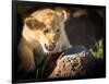 Lion cub, Masai Mara, Kenya, East Africa, Africa-Karen Deakin-Framed Photographic Print