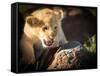 Lion cub, Masai Mara, Kenya, East Africa, Africa-Karen Deakin-Framed Stretched Canvas