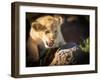 Lion cub, Masai Mara, Kenya, East Africa, Africa-Karen Deakin-Framed Photographic Print