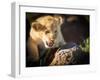 Lion cub, Masai Mara, Kenya, East Africa, Africa-Karen Deakin-Framed Photographic Print